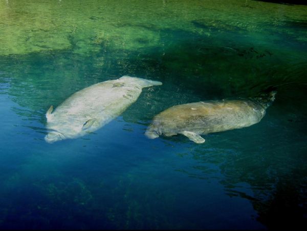 Manatees are Very Slow